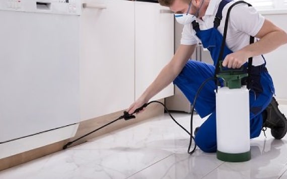best pest control fortitude valley