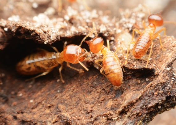 termite control fortitude valley