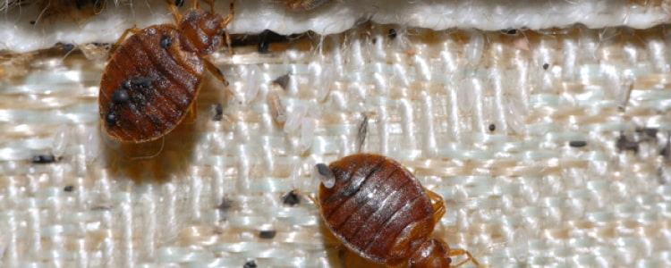 bed bug control fortitude valley